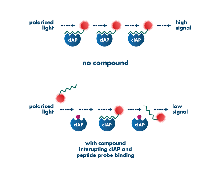 Apoptosis Assay Services Reaction Biology
